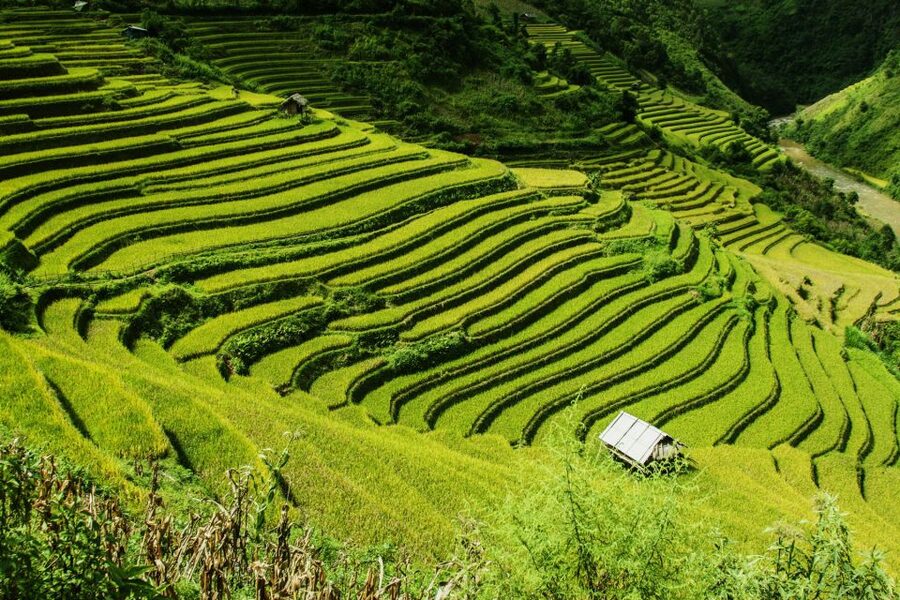 Guilin Longji Terraces Private Day Tour - Longji Rice Terraces: rice fields, stilted houses, and real scale