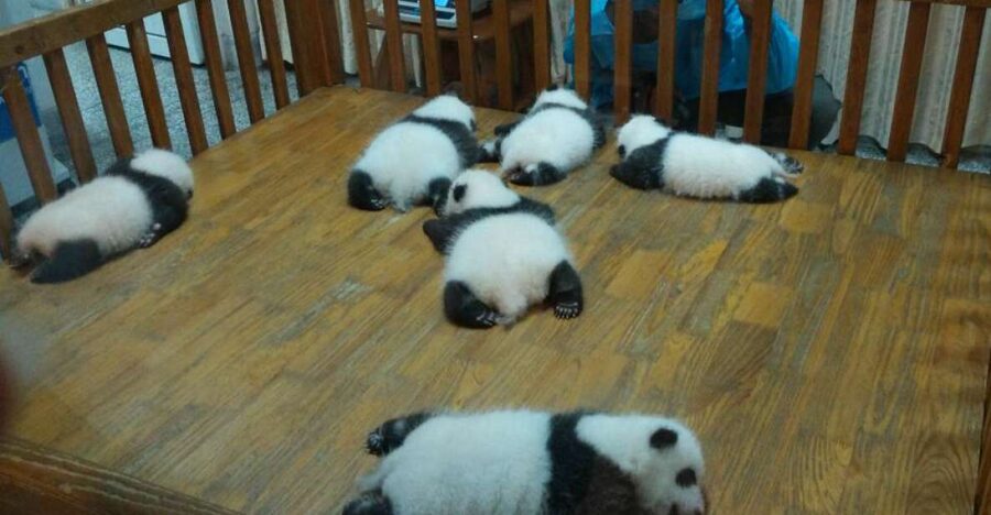 Half Day Amazing Chengdu Panda Base Trip - Key Highlights Worth Choosing This Trip For