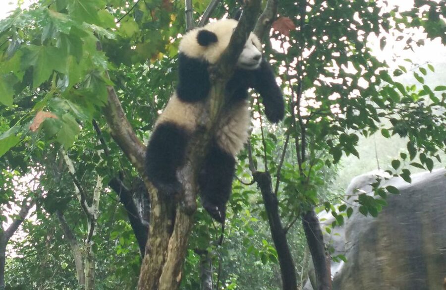 Half Day Amazing Chengdu Panda Base Trip - Feeding Time and Viewing Strategy Inside the Panda Base