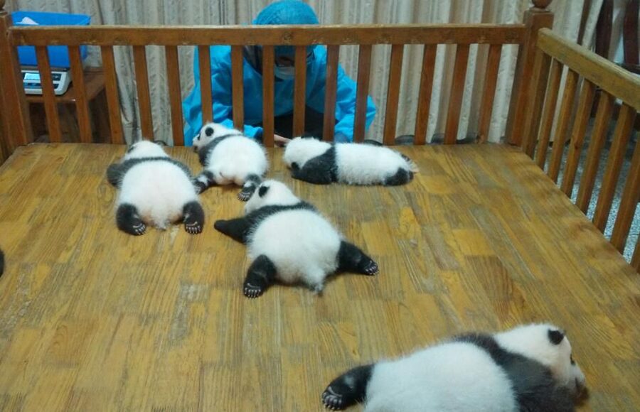Half Day Amazing Chengdu Panda Base Trip - More Than Giant Pandas: What Else You Can Spot