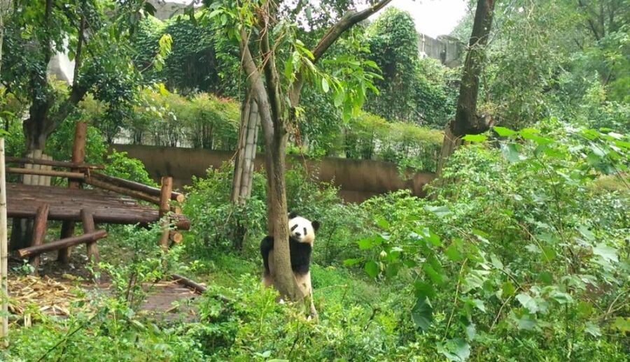 Half Day Amazing Chengdu Panda Base Trip - Price and Value: Is $205 per Person Worth It?