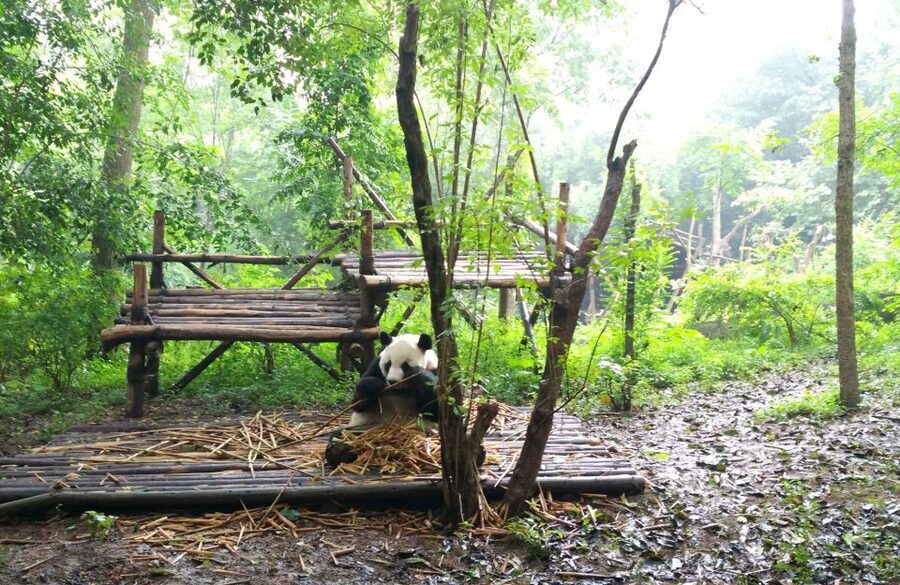 Half Day Amazing Chengdu Panda Base Trip - Practical Tips for a Smooth Panda Base Morning
