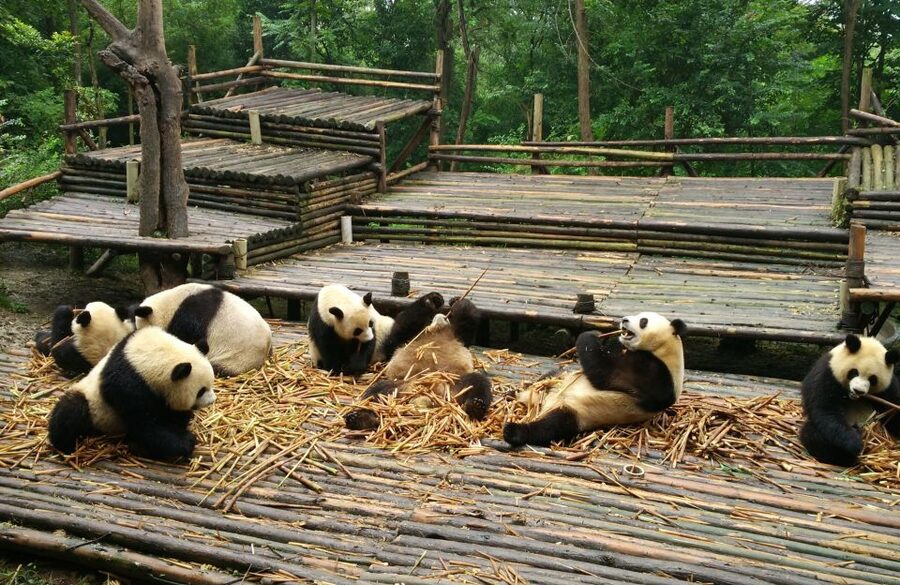 Half Day Amazing Chengdu Panda Base Trip - Who This Tour Fits Best in Your Chengdu Plan