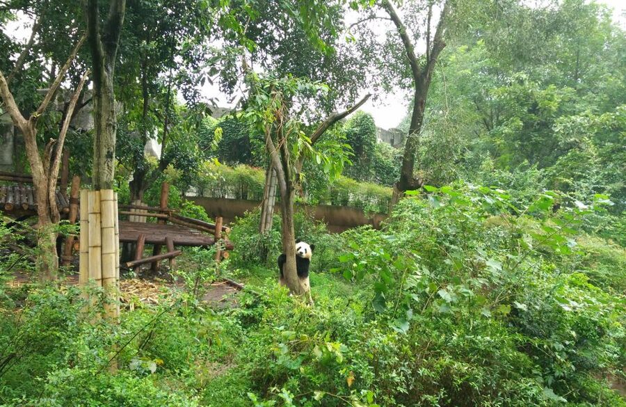 Half Day Amazing Chengdu Panda Base Trip - Private Car, Hotel Pickup, and an English Guide Who Keeps It Moving