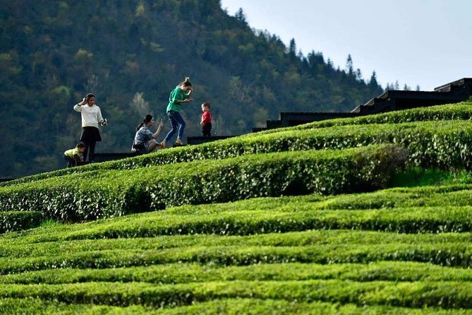 Half-Day Flexible Private Hangzhou Highlight Tour - Longjing Tea Fields: Dragon Well Tea and Country Views Without a Big Detour