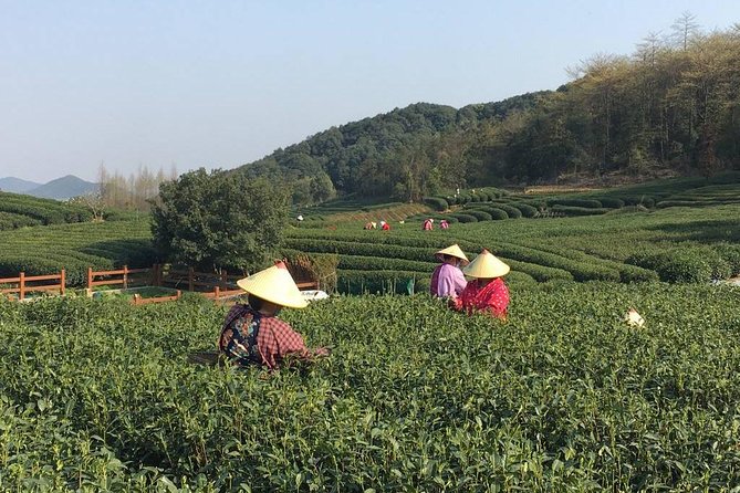 Half-Day Hangzhou Yunxi Bamboo Forest and Tea Plantation Experience - Longjing Tea Village: Seeing the Tea Plants Up Close