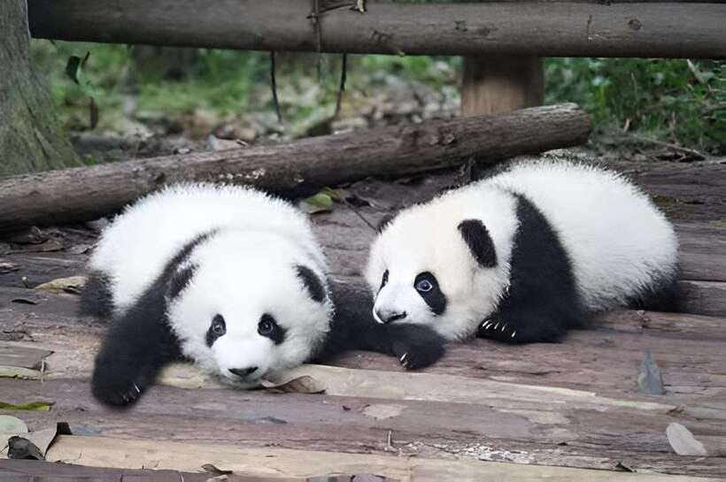 Half day small group tour to Chengdu Panda Breeding Center - Small-Group Panda Tour Highlights You’ll Actually Notice