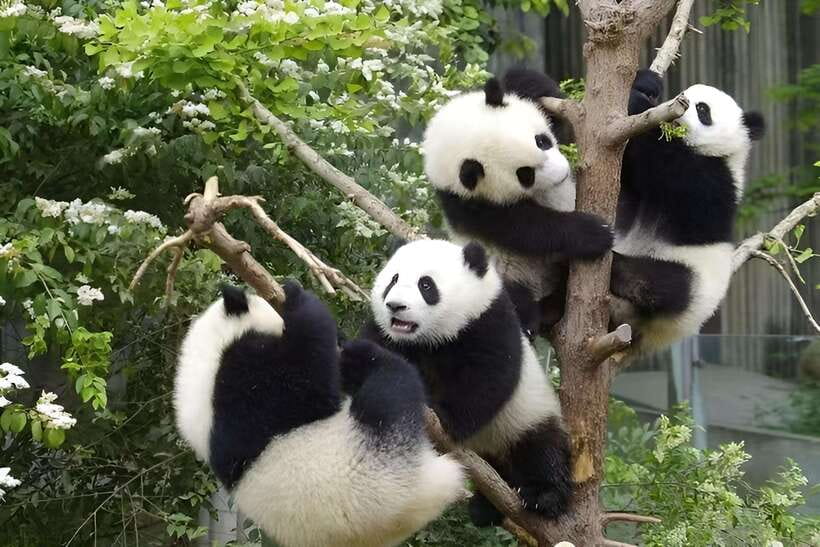 Half day small group tour to Chengdu Panda Breeding Center - Why This Half-Day Panda Visit Is Such Good Value
