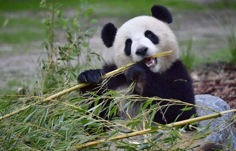 Half day small group tour to Chengdu Panda Breeding Center - Entering the Chengdu Panda Breeding Center: How to Use Your Time