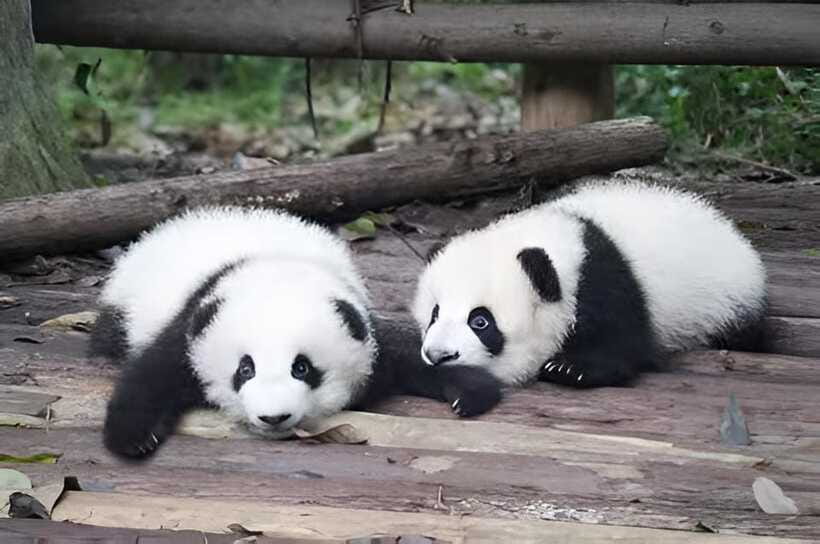 Half day small group tour to Chengdu Panda Breeding Center - Price and Logistics: Is $54 Worth It?