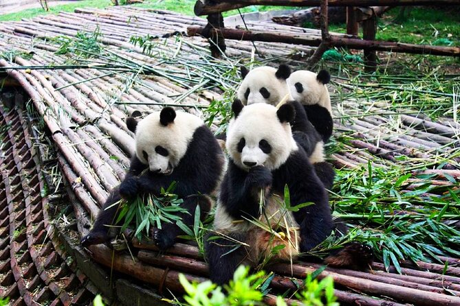 Half-Day Tour at Chengdu Panda Breeding Research Base - Why a half-day panda outing beats a DIY scramble in Chengdu
