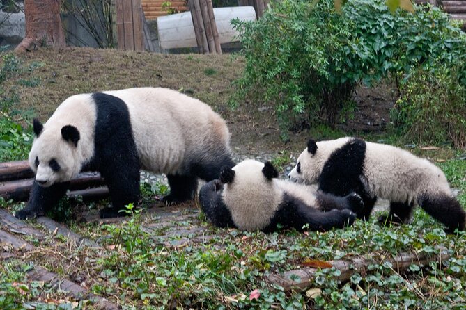 Half-Day Tour at Chengdu Panda Breeding Research Base - Price and value: is $95 for 3 to 4 hours worth it