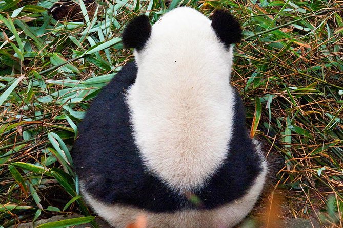 Half-Day Tour at Chengdu Panda Breeding Research Base - What is included, what is not, and what to plan for