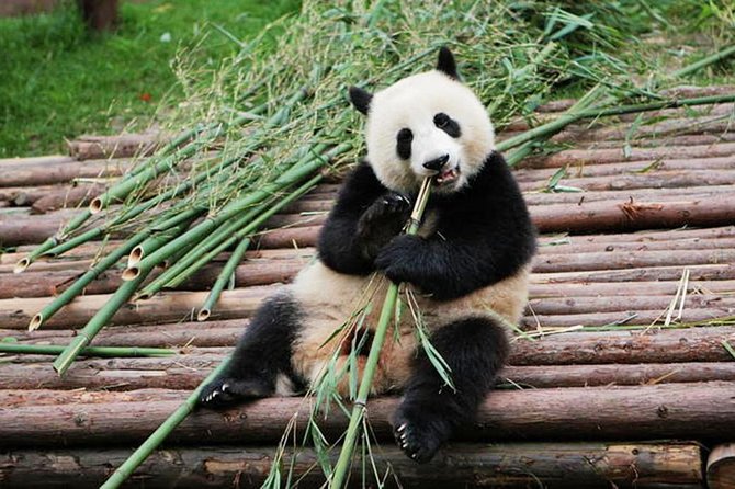 Half-Day Tour at Chengdu Panda Breeding Research Base - Chengdu Panda Breeding Research Base bamboo garden: what you will actually see