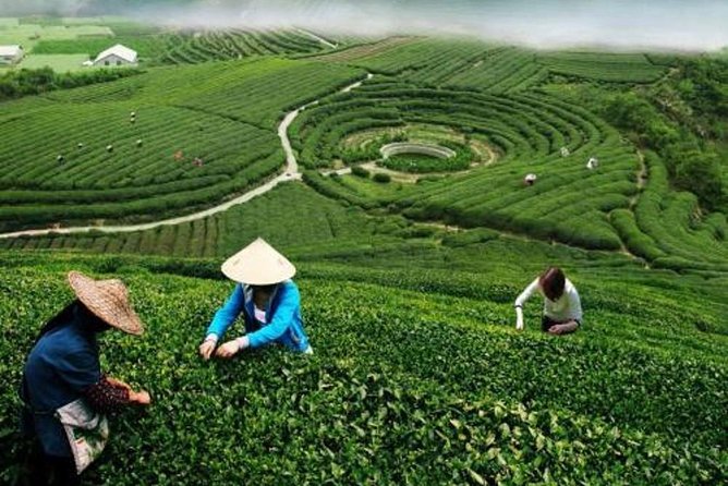 Hangzhou Private Customized Day Trip from Shanghai by Bullet Train - Longjing Tea Village Stop: Tea Tasting and a Proper Lunch