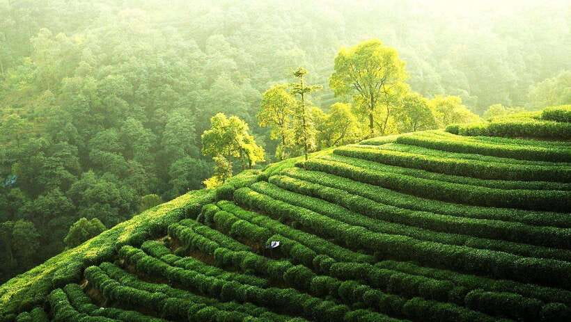 Hangzhou Private Day Trip by Bullet Train from Shanghai - Bullet train to Hangzhou at up to 300 km/h