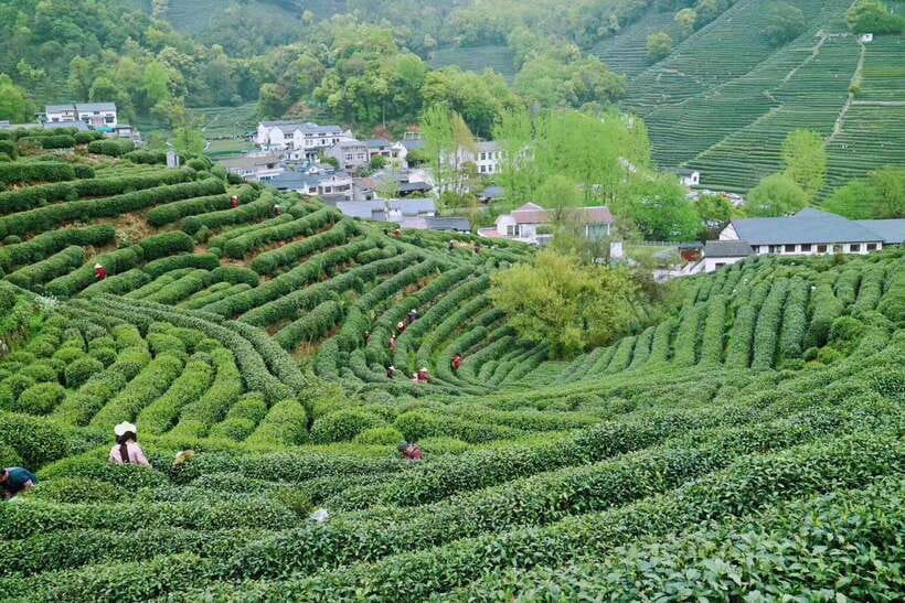 Hangzhou Private Day Trip by Bullet Train from Shanghai - West Lake and the guided boat cruise with top scenic views