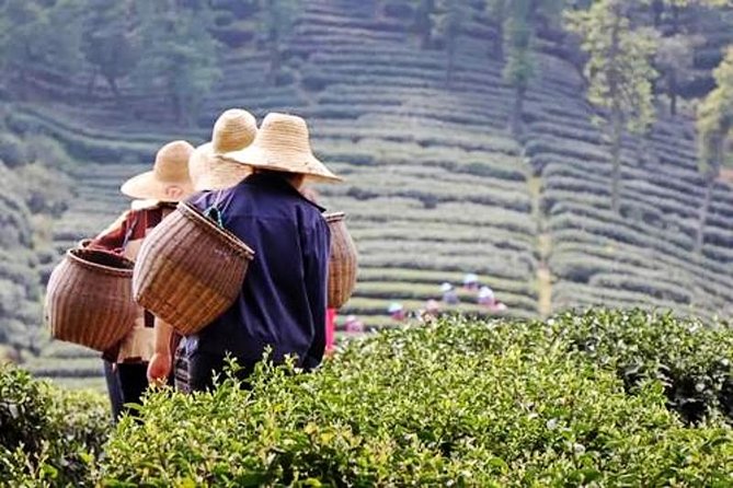 Hangzhou Private Flexible Day Tour with West Lake Boat Cruise - Longjing Tea Fields: Tea Picking, Tea Culture, and a Lunch That Actually Makes Sense