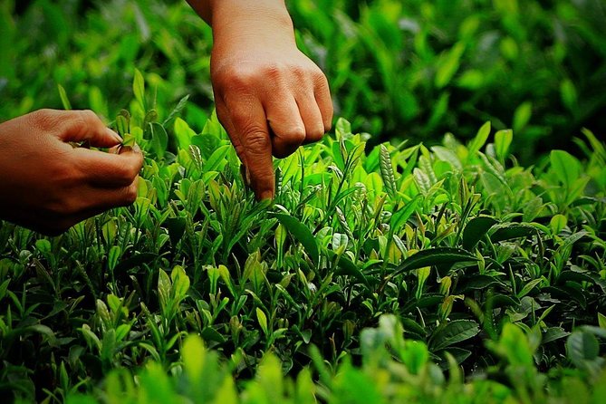 Hangzhou West Lake and Tea Plantation Half Day Tour - Timing That Works: About 4 Hours Total