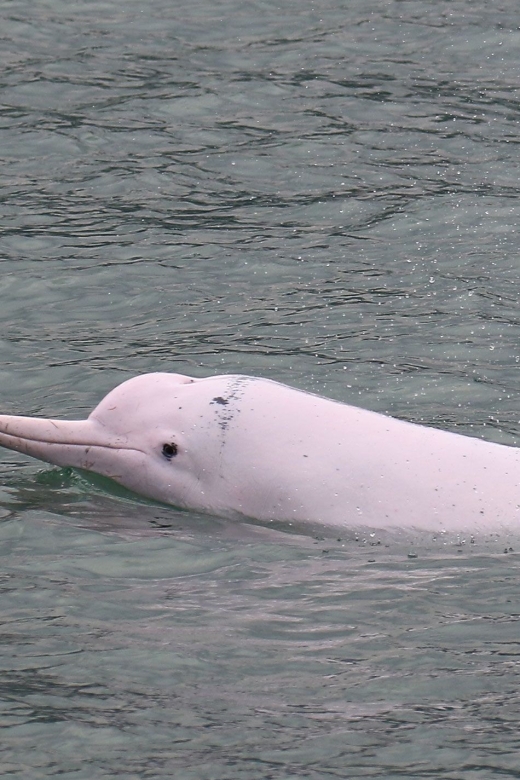 Hong Kong: Dolphin Cruise, Big Buddha & Lantau Island Tour - The 7-hour value sweet spot on Lantau Island