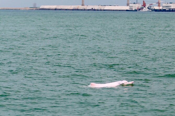 Hong Kong Dolphin Watch Tour - Getting to the boat: Middle Road in Tsim Sha Tsui at 8:50am