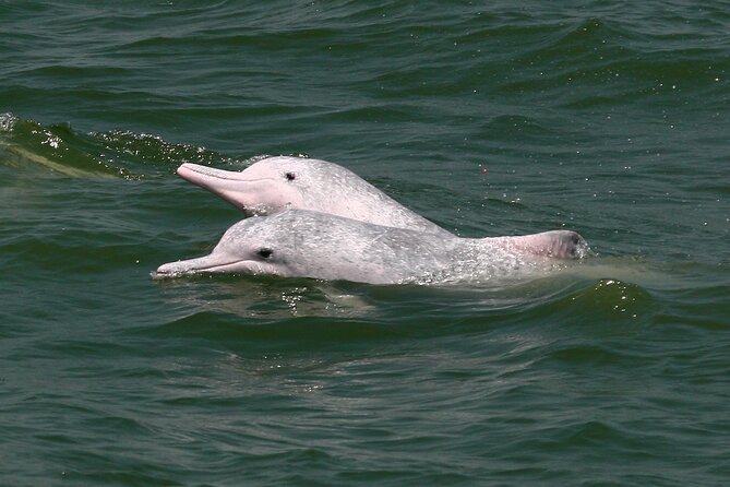 Hong Kong Dolphin Watch Tour - Price and value: what $102.34 is really paying for