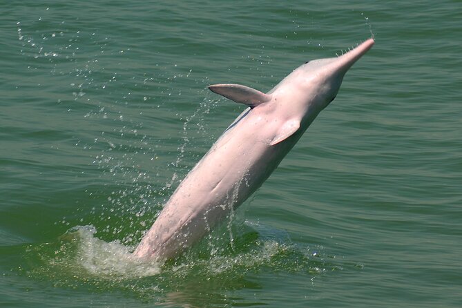 Hong Kong Dolphin Watch Tour - Boat comfort and what to bring for a smooth morning