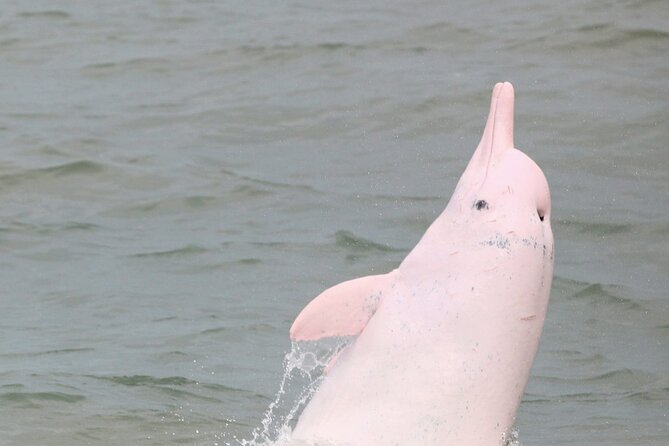 Hong Kong Dolphin Watch Tour - Tung Chung stop: the dolphin talk that helps you see more