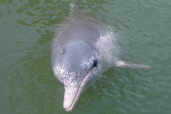 Lantau Island Tour: Big Buddha & Tai O Fishing Village - Dolphin Cruise in Tai O: Fun Add-On, Not a Promise