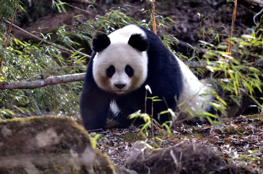 Leshan Grand Buddha Scenic Area and Panda Park Day Tour - Key Things to Know Before You Go