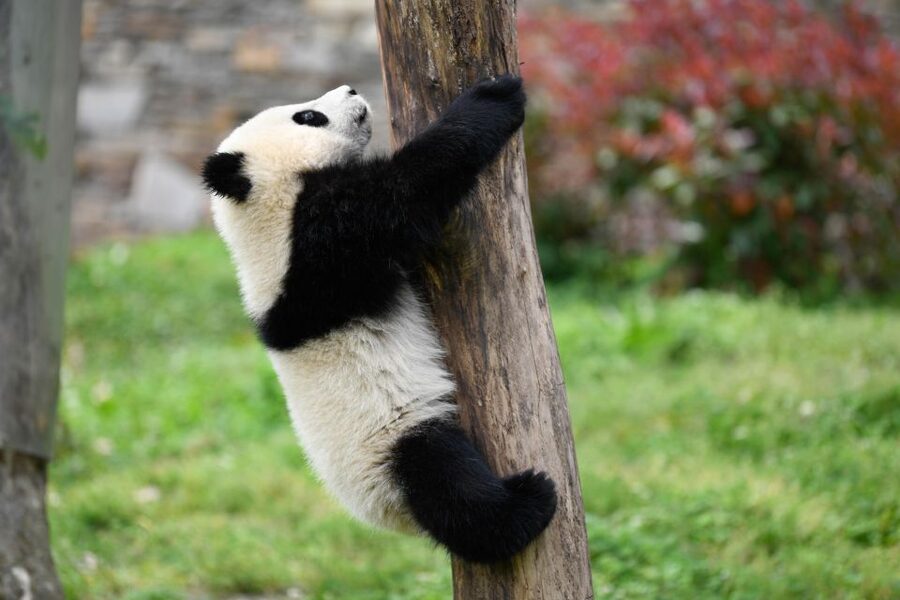 Leshan Grand Buddha Scenic Area and Panda Park Day Tour - Price and Value: What You’re Paying For at $116