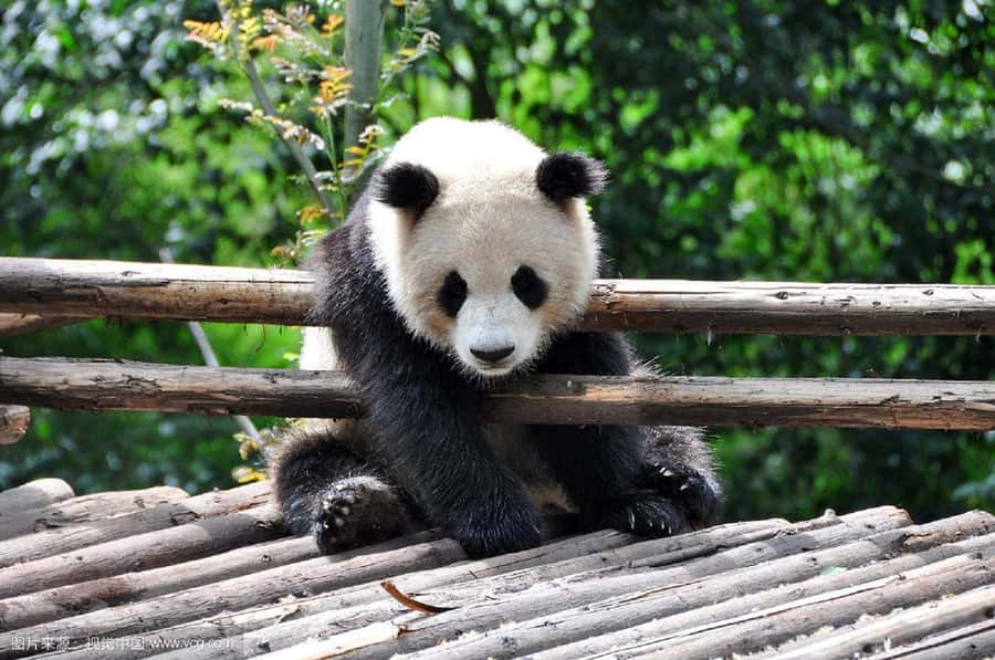 Leshan Grand Buddha Scenic Area and Panda Park Day Tour - Panda Breeding Center: What You’re Actually Looking For