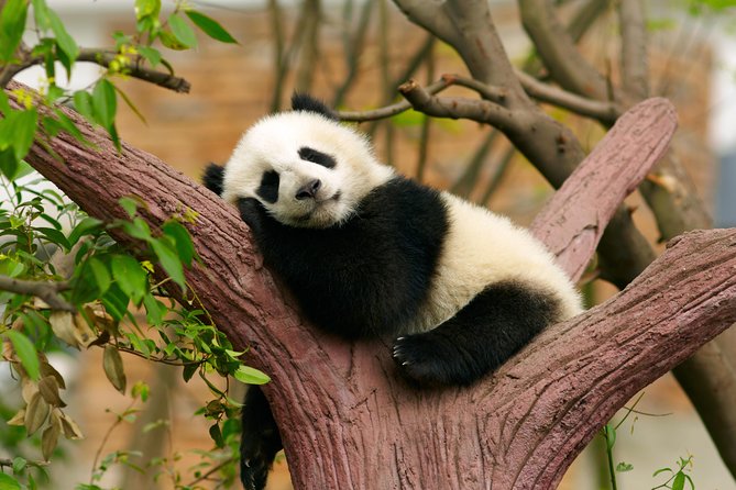 LIVE Streaming: Meet Pandas at Chengdu Research Base of Giant Panda Breeding - Red panda facility: yes, you get a real side show