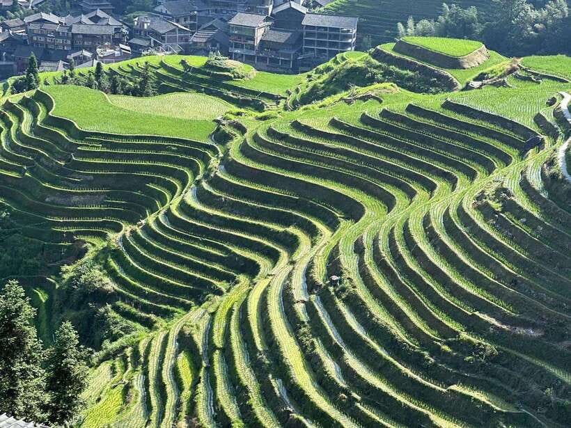 Longji Rice Terraces: Full-Day Private Tour from Guilin - Why Longji Rice Terraces Feel Bigger Than They Look on a Screen