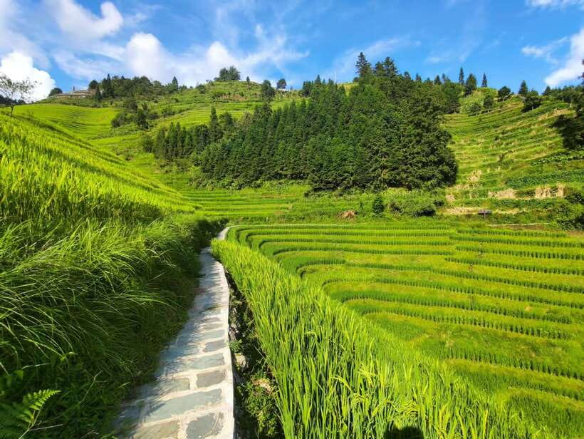 Longji Rice Terraces: Full-Day Private Tour from Guilin - Pingan Village: Wooden Buildings and Minority Life You Can Actually See