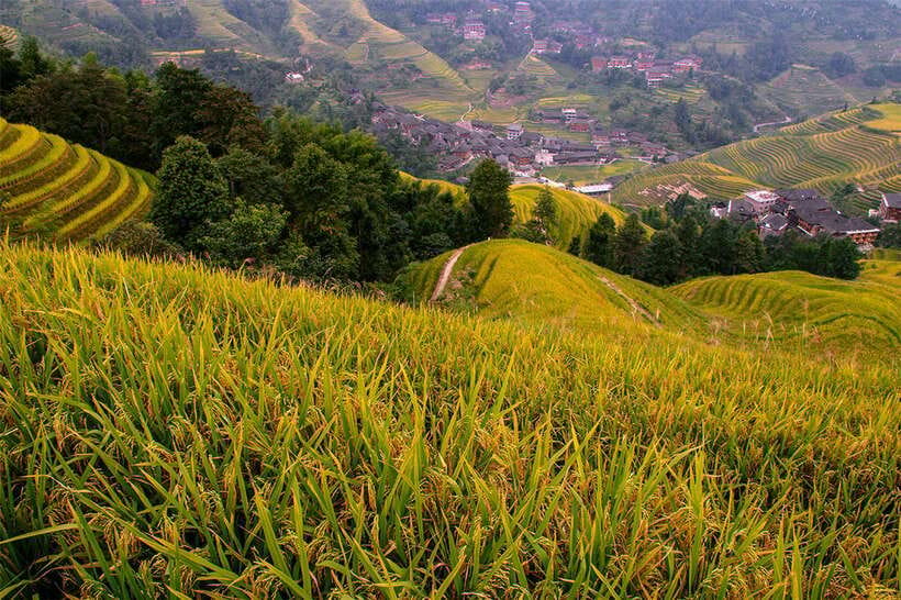 Longsheng Ethnic Minority & Rice Terraces Full-Day Tour - When to Go (and Who Should Book This Tour)