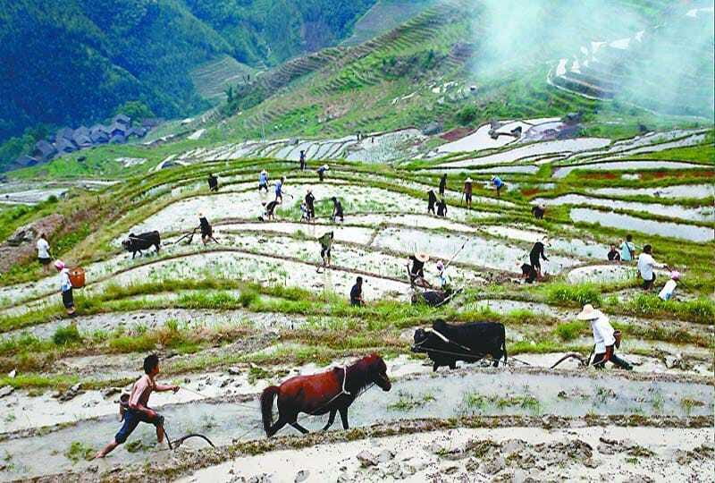 Longsheng Ethnic Minority & Rice Terraces Full-Day Tour - Yao Village Stop: Costumes and Culture, With an Important Reality Check