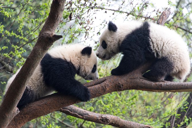 Mini Group: One-Day Panda and Chengdu Lifestyle Highlights Tour - How the opera tea house backstage adds real texture to Chengdu