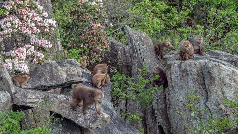 Mount Huangshan: Highlights Tour in Huangshan full-day - The return to your hotel or train station