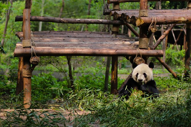 One Day Giant Panda Leisure Private Tour in Chengdu - Wuhou Memorial Temple and the easiest way to do Sichuan lunch right