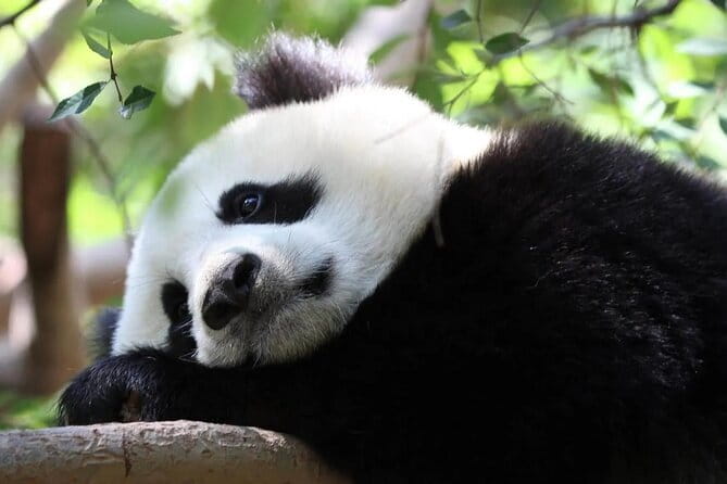 One Day Trip to Chengdu Panda Base and Leshan Buddha Tour - Price and real value: what $88 covers, and what it does not