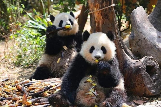 One Day Trip to Chengdu Panda Base and Leshan Buddha Tour - Timing: a 6 to 8 hour plan with built-in movement