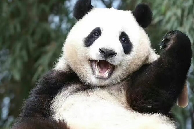 Panda, Leshan, and Emei Mountain 2-day tour - What You Really Get for the Price: Private Car Plus English Explanations