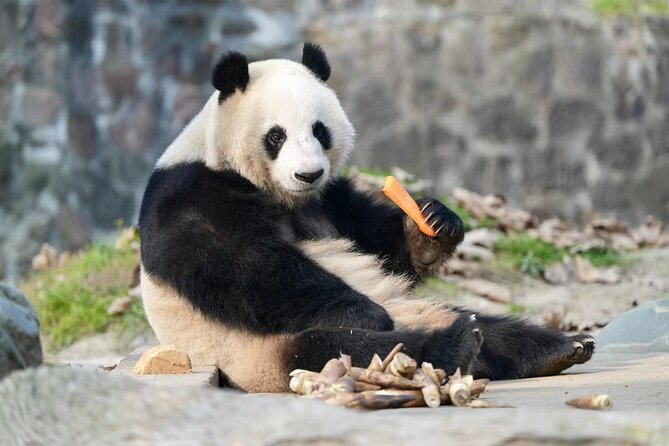Panda, Leshan, and Emei Mountain 2-day tour - The VIP Feel: Privacy, Fast Pickup, and a Driver Who Handles the Pace