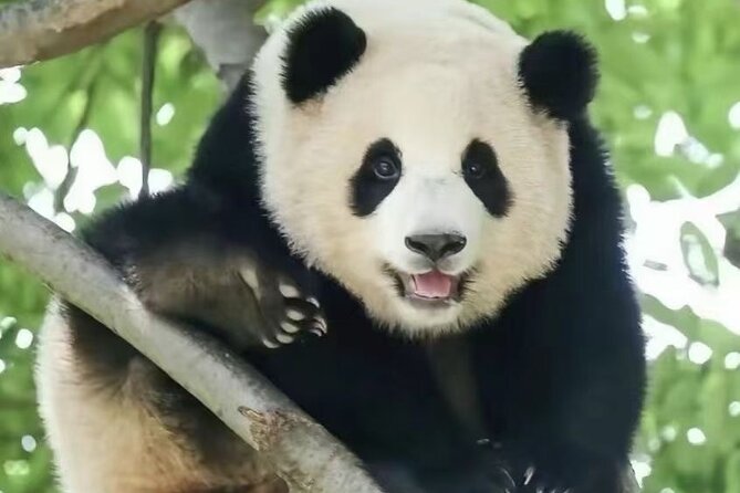 Panda, Leshan, and Emei Mountain 2-day tour - Practical Tips That Help You Enjoy Pandas, Buddha, and Emei More