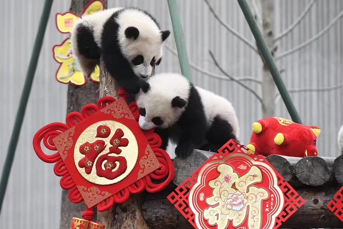 Panda Volunteer expperience in Dujiangyan or Wolong Panda Base - Key highlights you’ll care about