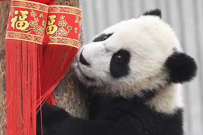 Panda Volunteer expperience in Dujiangyan or Wolong Panda Base - Panda documentary hour: science facts and daily-life context