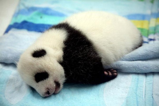 Private Chengdu Day Tour: Giant Pandas and Jinsha Site Museum - From 8:00am Pickup to a Real Private Day in Chengdu