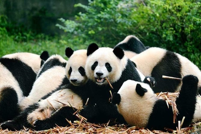 Private Chengdu Highlights Day Trip: Panda Base and City from Chongqing by Train - Why This One Day Chengdu Trip Works From Chongqing
