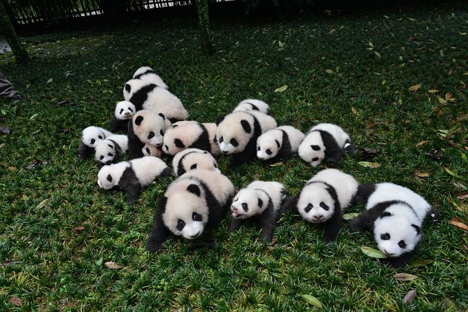 Private Chengdu Highlights Day Trip: Panda Base and City from Chongqing by Train - Wenshu Yuan Monastery: A Quiet Start Before Panda Power